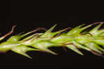 European woodland sedge